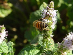 Apis mellifera
