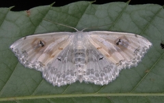 Scopula indicataria