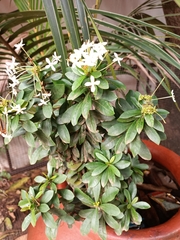 Angiospermae