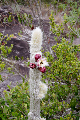 Pilosocereus aurisetus