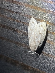 Scythropiodes leucostola