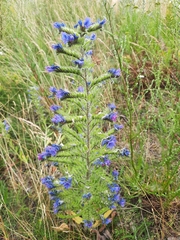 Echium vulgare