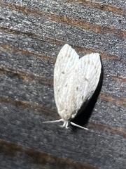 Scythropiodes leucostola