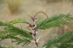 Vachellia campechiana
