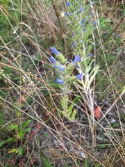 Echium vulgare