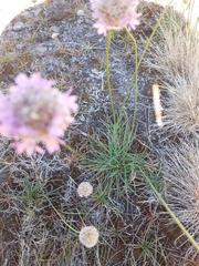 Armeria maritima halleri
