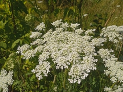Daucus carota