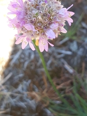 Armeria maritima halleri