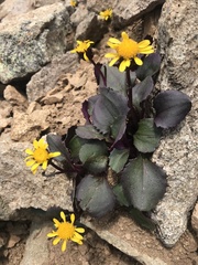 Senecio soldanella