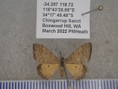 Scopula hypocallista