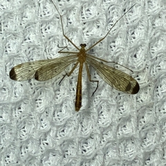 Hylobittacus apicalis