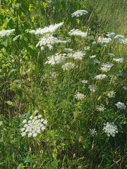 Daucus carota