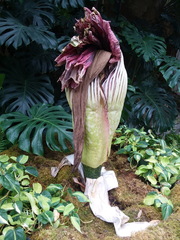Amorphophallus titanum