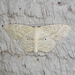 Scopula compensata