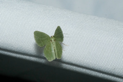 Idiochlora minuscula