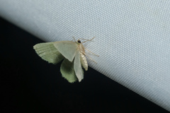 Idiochlora minuscula