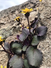 Senecio soldanella