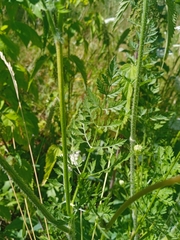 Daucus carota