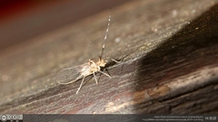 Teliapsocus