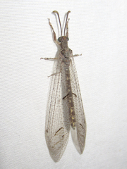 Euptilon ornatum