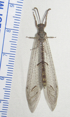 Euptilon ornatum