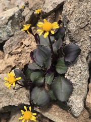 Senecio soldanella