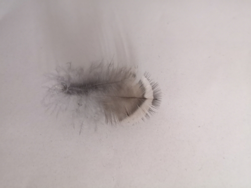 Plume de Gélinotte des bois