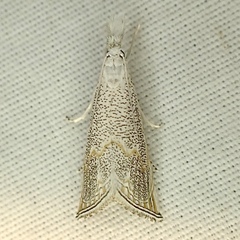 Haimbachia squamulellus