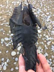 Callorhinchus milii