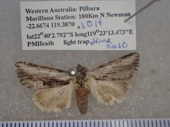 Calophasidia dentifera