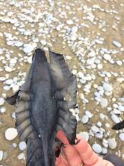 Callorhinchus milii