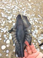 Callorhinchus milii