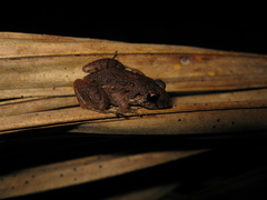 Adenomera hylaedactyla