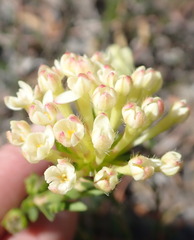Gnidia squarrosa
