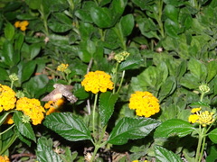 Macroglossum stellatarum