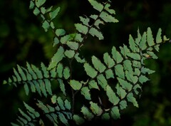 Adiantum latifolium image