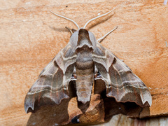 Smerinthus kindermannii