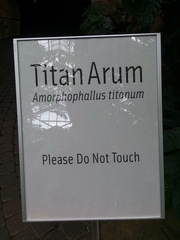 Amorphophallus titanum
