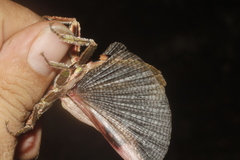 Prisopus berosus