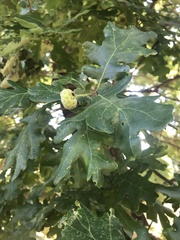 Quercus robur