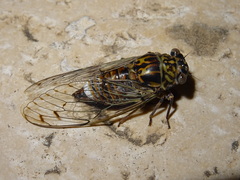 Cicada