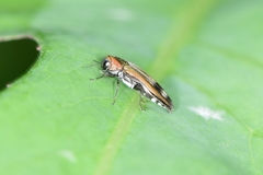 Agrilus chujoi