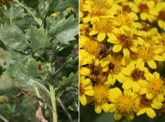 Senecio halimifolius