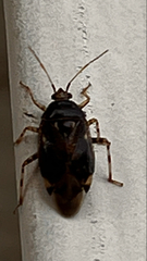 Deraeocoris lutescens