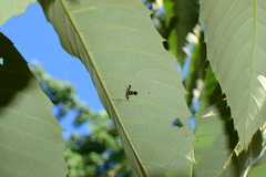 Atrijuglans hetaohei