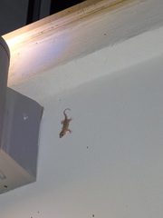 Tarentola mauritanica