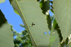 Atrijuglans hetaohei
