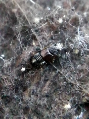 Anotylus rugosus