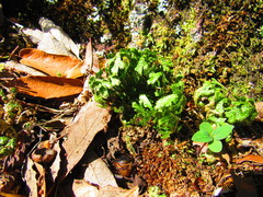Selaginella lepidophylla
