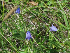 Campanula moravica